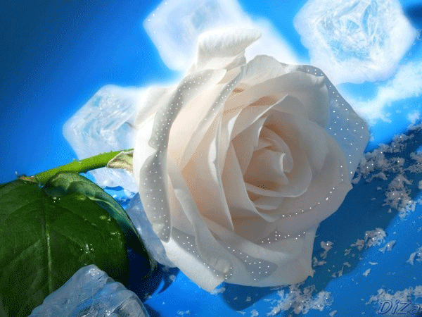 Белая роза с сияющими лепестками